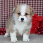 Welsh Corgi Pembroke tata.