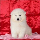 Samoyed tata.