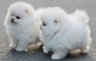 Mini pomeranian bez PP