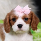 krsn ttka pejska a fenky Cavalier King Charles Spaniel k adopci.