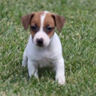 Prodm tata jack russell terira. Vechna tata jsou okovan a zdrav.