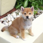 tata shiba inu k adopci