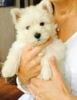 okovan tata West Highland White Terriers k adopci