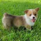 okovan tata Pembroke Welsh Corgi k adopci