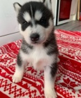 Rozkon sibisk husky s krsnma modrma oima.