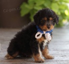 tata Aussiedoodle k adopci.