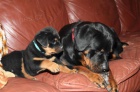 Roztomil tata rottweiler.