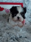 Hrav Shih Tzu tata.