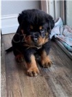 Vysoce kvalitn tata rottweiler.