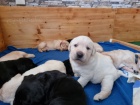 Labrador retriever - tn s PP