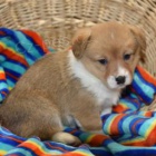 Pembroke Welsh Corgi tata.