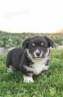 Roztomil tata Pembroke Welsh Corgi pipravena.