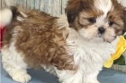 Vzcn tata Shih Tzu.