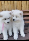 Snhurka Samoyed tata.