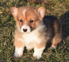 Corgi Pembroke tata pipravena.