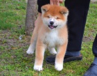 Akita Inu tata