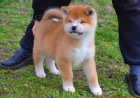 Akita Inu tata