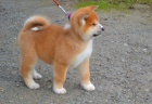 Akita Inu tata