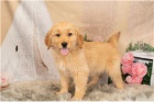 Krevn linie Golden Retriever tata pipravena.