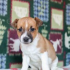 2 krsn ttka Jack Russell pipravena.