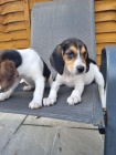 ist a ist ttka Beagle pipravena.