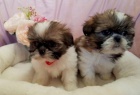 Vzcn tata Shih Tzu.