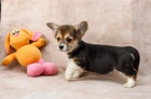 Welsh Corgi (Pembroke)