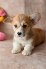 Welsh Corgi (Pembroke)