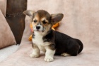 Welsh Corgi (Pembroke)