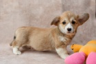 Welsh Corgi (Pembroke)