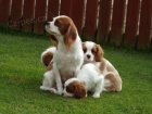 Cavalier King Charles tata pipravena.