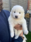 Vycvien tata Samoyed.