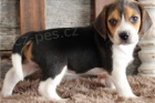 Reg Beagle tata pipravena.