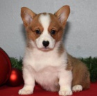 Prodm tata Pembroke Welsh Corgi.