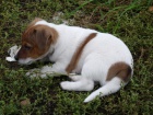 tata Jack Russell Terrier zoufale tou po novch rodich