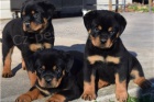 Vysoce kvalitn tata rottweiler.