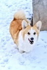 Pembroke Welsh Corgi