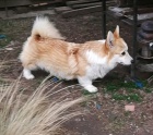 Pembroke Welsh Corgi