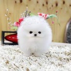 Pomeranian s PP