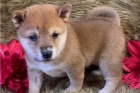 tata Shiba Inu.