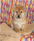 tata Shiba Inu.