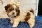 Krsn shih Tzu ttka.