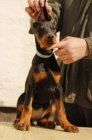 DOBERMAN tata na prodej