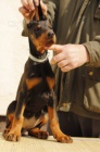 DOBERMAN tata na prodej