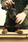 DOBERMAN tata na prodej