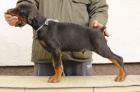 DOBERMAN tata na prodej