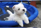 tata West Highland White Terrier.