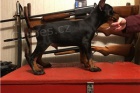 Doberman Pinscher tata .