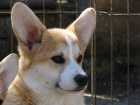 Welsh Corgi tata