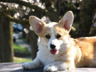 Welsh Corgi tata